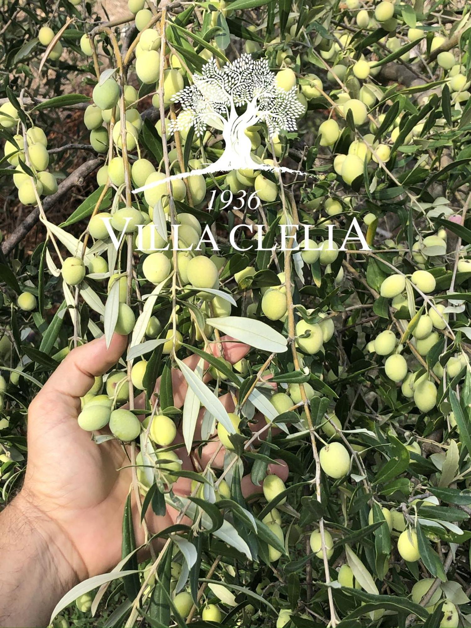 Il Palmento Di Villa Clelia 1936 ลอกรี ภายนอก รูปภาพ